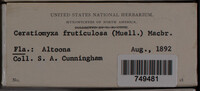 Ceratiomyxa fruticulosa var. fruticulosa image